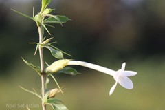 Barleria noctiflora